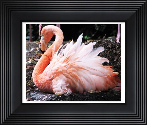 Framed Broedende Rode Flamingo Print