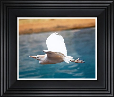 Framed Bubulcus Ibis-Zoo de Pont-Scorff, Morbihan, France Print