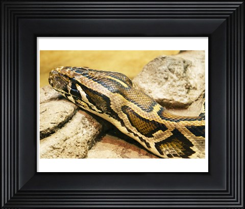 Framed Burmese Python Head Print