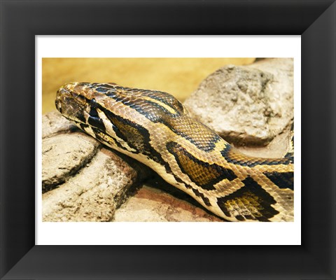 Framed Burmese Python Head Print