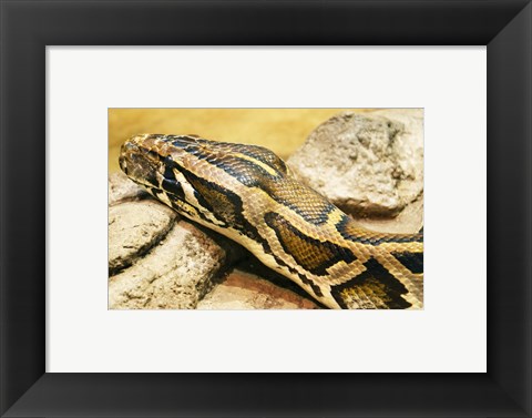 Framed Burmese Python Head Print