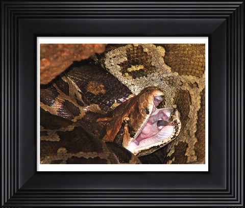 Framed Burmese Python Print