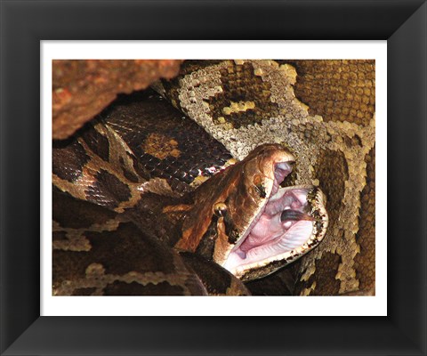 Framed Burmese Python Print