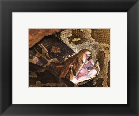 Framed Burmese Python Print