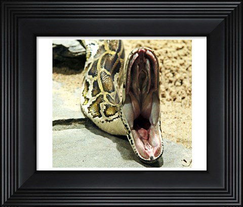 Framed Burmese Python Print