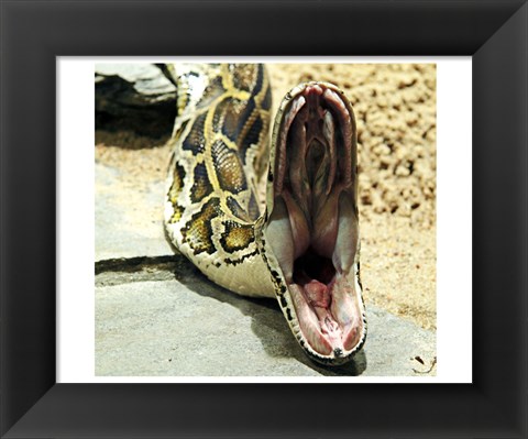 Framed Burmese Python Print