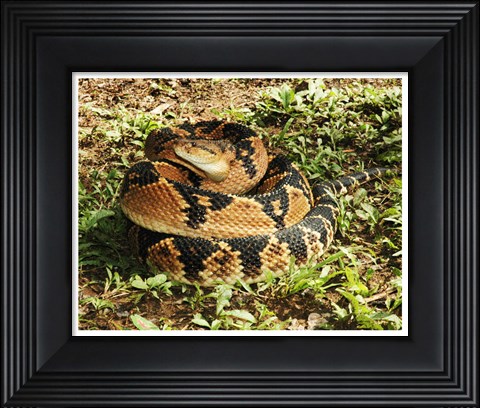 Framed Bushmaster Snake Print