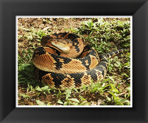 Framed Bushmaster Snake Print