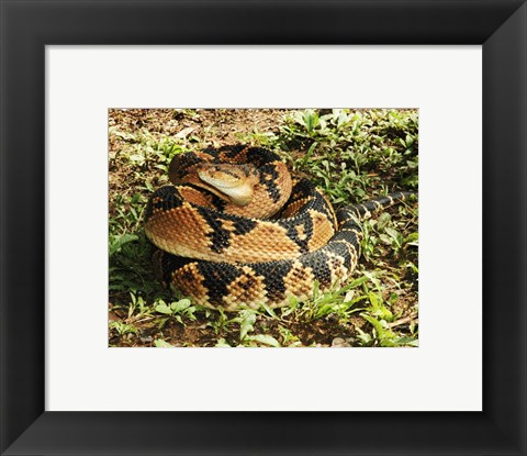 Framed Bushmaster Snake Print