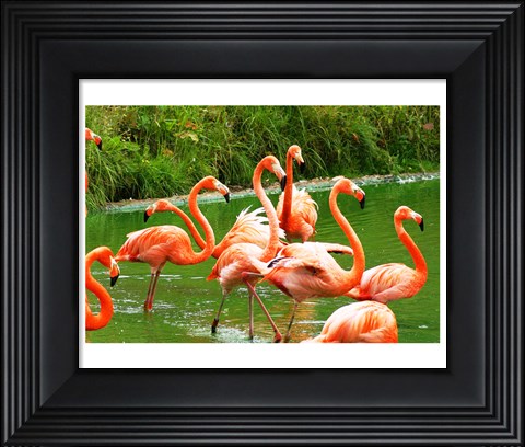 Framed Caribbean Flamingo Print