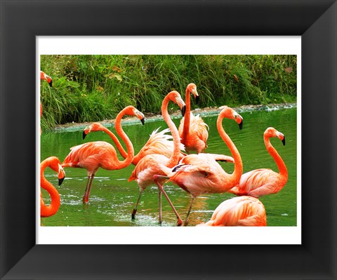 Framed Caribbean Flamingo Print