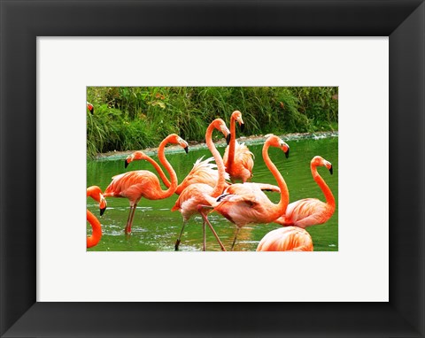 Framed Caribbean Flamingo Print