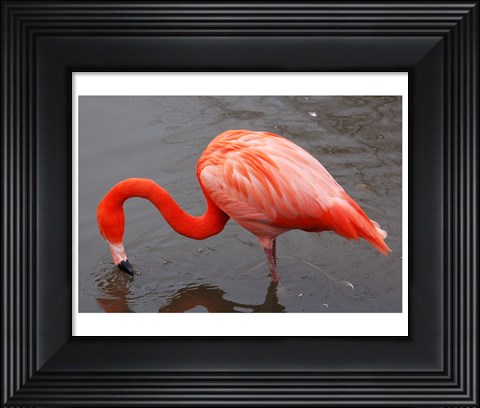 Framed Caribbean Flamingo at Slimbridge Arp Print