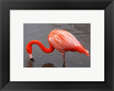 Framed Caribbean Flamingo at Slimbridge Arp Print