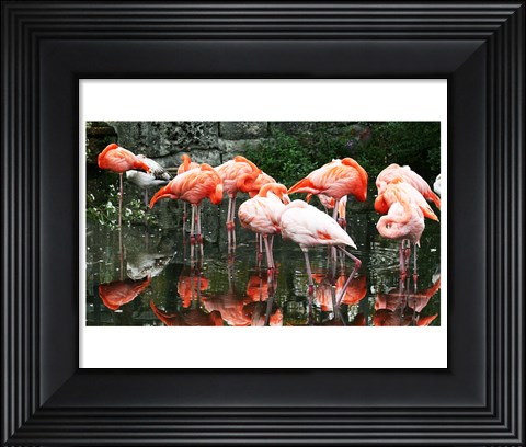 Framed Caribbean Flamingo Phoenicopterus Ruber Print