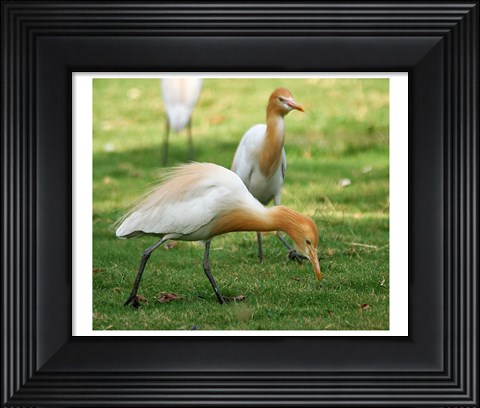 Framed Cattle Egret Bubulcus Ibis Print