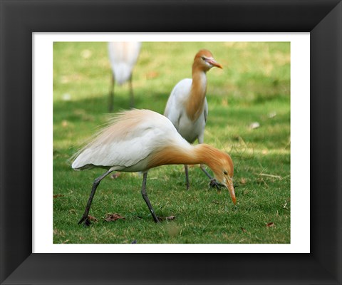 Framed Cattle Egret Bubulcus Ibis Print