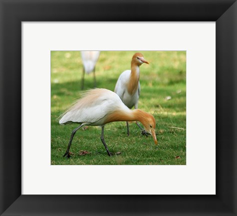 Framed Cattle Egret Bubulcus Ibis Print