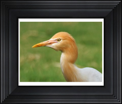Framed Cattle Egret Bubulcus Ibis Print