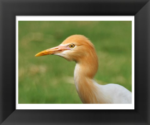 Framed Cattle Egret Bubulcus Ibis Print