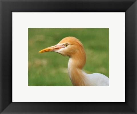 Framed Cattle Egret Bubulcus Ibis Print