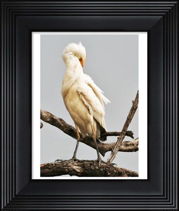 Framed Cattle Egret Bubulcus Ibis Preening Print