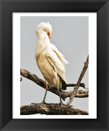 Framed Cattle Egret Bubulcus Ibis Preening Print