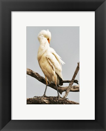 Framed Cattle Egret Bubulcus Ibis Preening Print