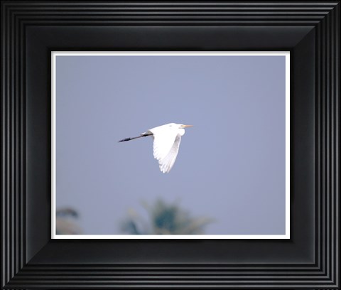 Framed Cattle Egret Flight Print