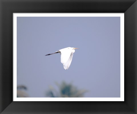 Framed Cattle Egret Flight Print