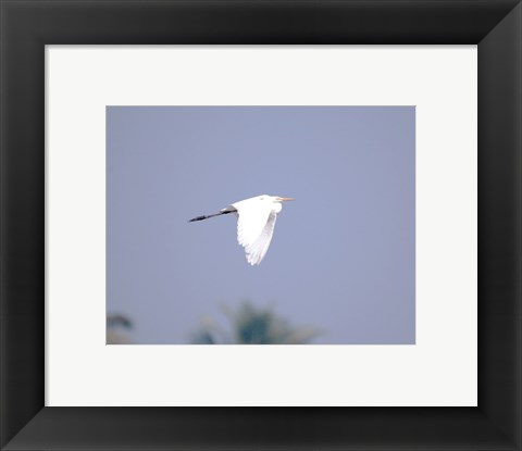 Framed Cattle Egret Flight Print