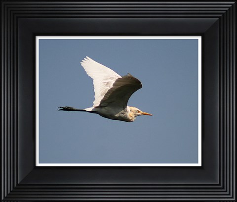 Framed Cattle Egret Print
