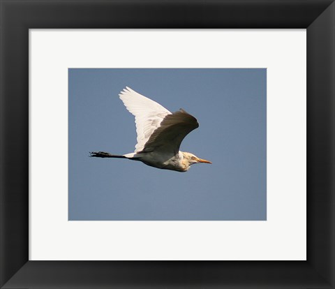 Framed Cattle Egret Print