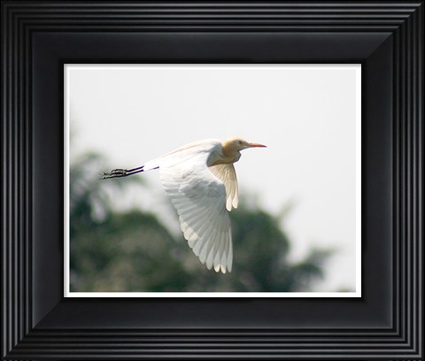 Framed Cattle Egret Print