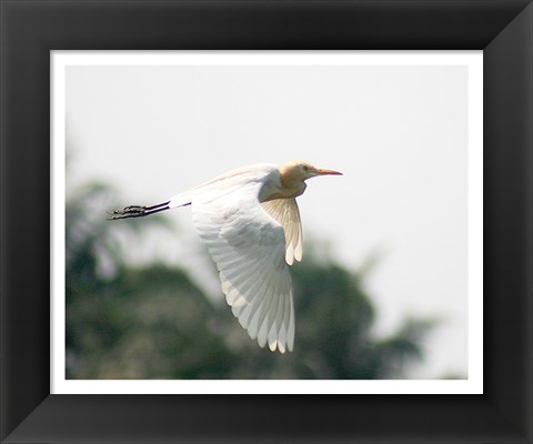 Framed Cattle Egret Print