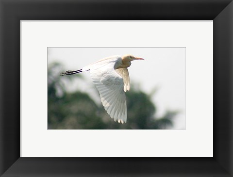 Framed Cattle Egret Print