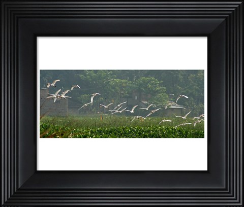 Framed Cattle Egrets Print