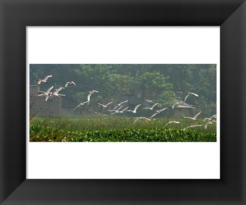 Framed Cattle Egrets Print