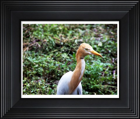 Framed Cattle Egret in Summer Print