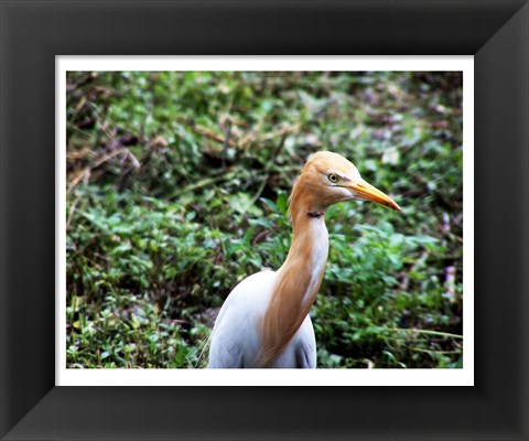 Framed Cattle Egret in Summer Print