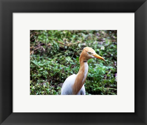 Framed Cattle Egret in Summer Print