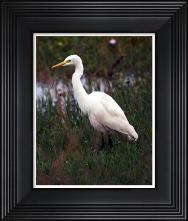 Framed CattleEgret Print