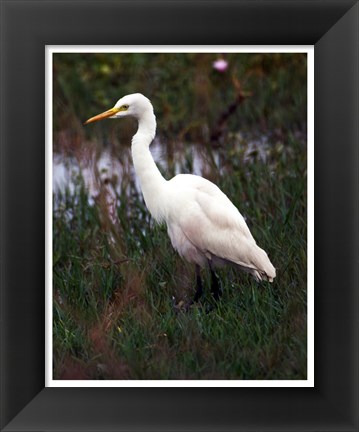 Framed CattleEgret Print