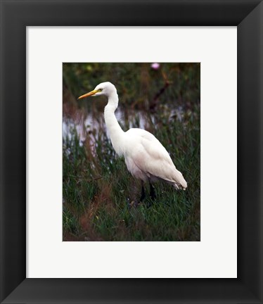 Framed CattleEgret Print