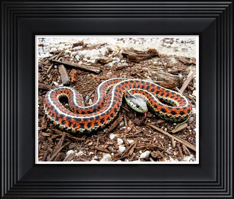 Framed Coast Garter Snake Print