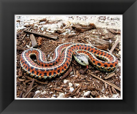 Framed Coast Garter Snake Print