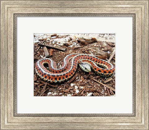 Framed Coast Garter Snake Print