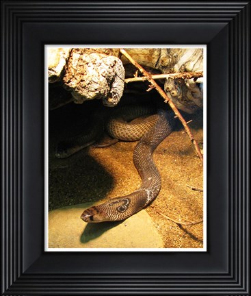 Framed Cobra Print
