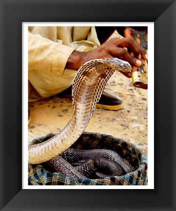 Framed Cobra in Basket Print