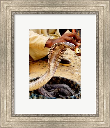 Framed Cobra in Basket Print